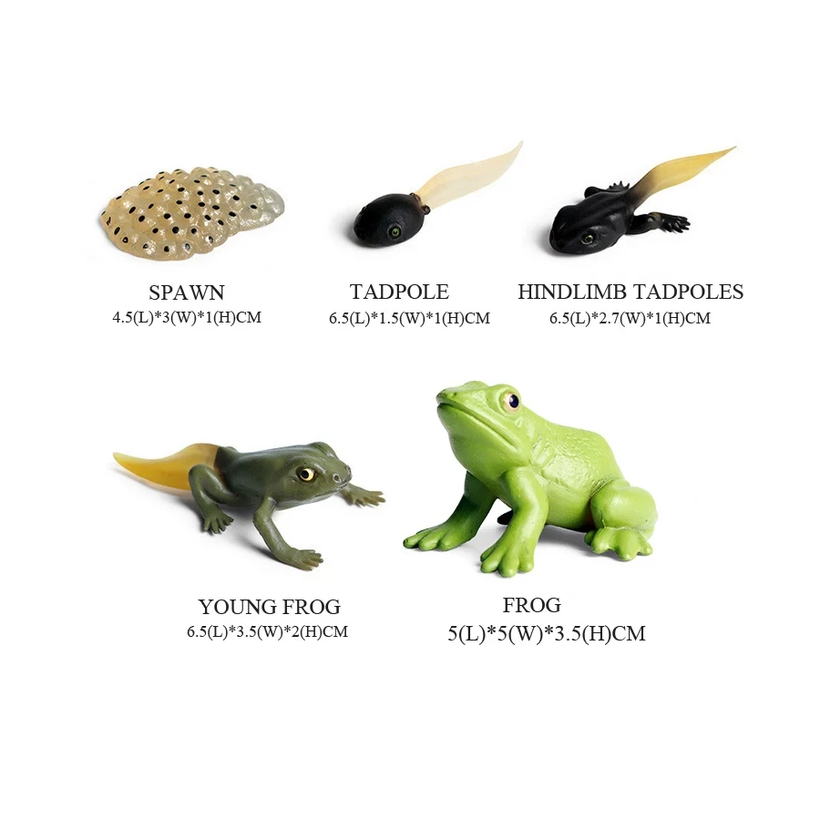 Kurbağalar modelleri vahşi hay - Kids Toys Reviews incelemesi ve fiyatı